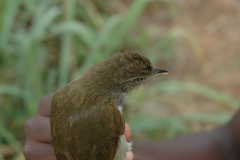 Phyllastrephus baumanni