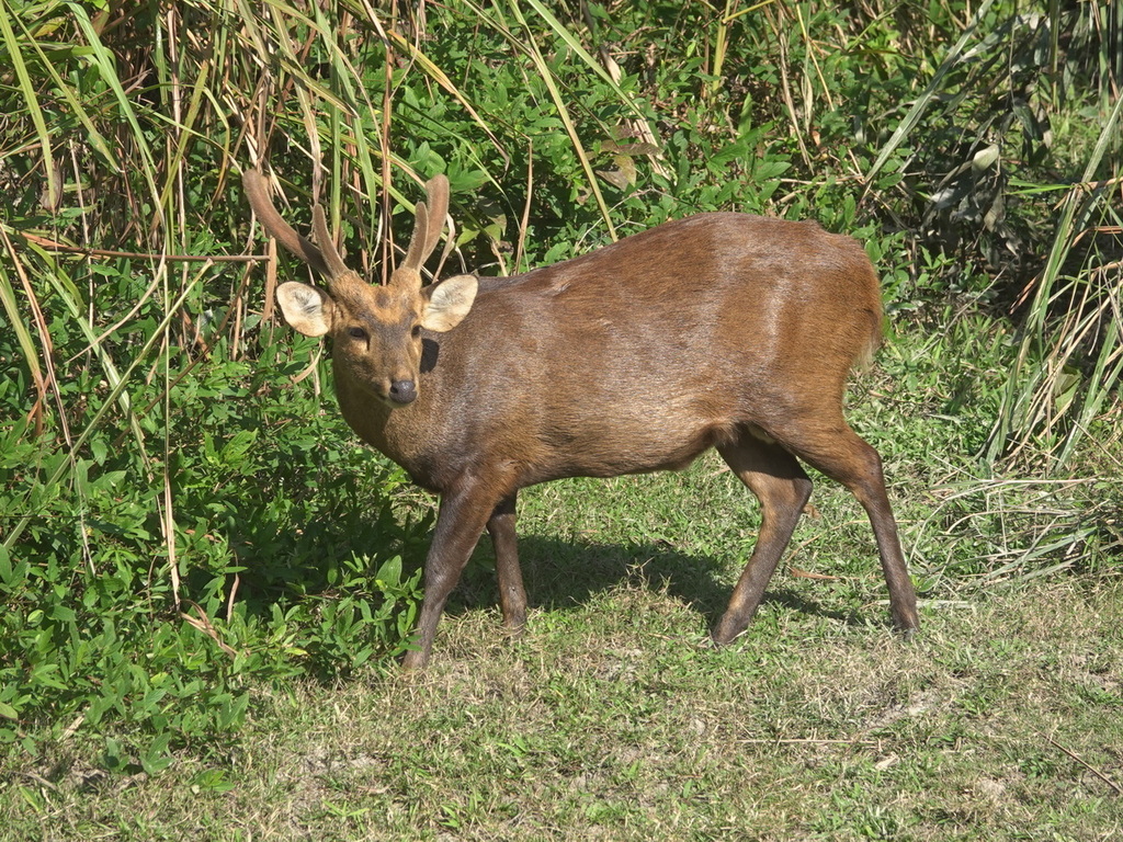 Axis porcinus porcinus, Assam, IN, by benoit_segerer