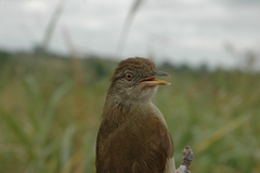 Phyllastrephus baumanni