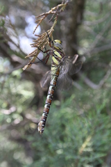 Caliaeschna microstigma