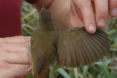 Phyllastrephus baumanni