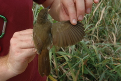 Phyllastrephus baumanni