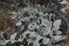 Brachyglottis haastii