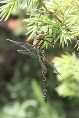 Caliaeschna microstigma