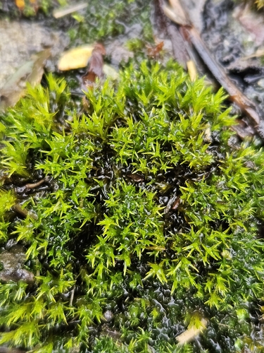 Nicholson's Beard-moss (Vinealobryum nicholsonii)