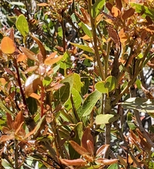Quercus vacciniifolia