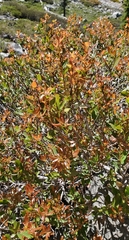 Quercus vacciniifolia