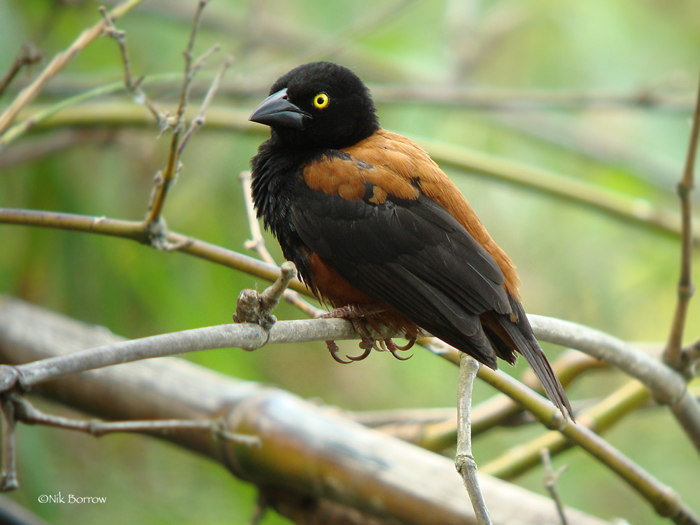 Chestnut-and-black Weaver (Ploceus castaneofuscus) photo