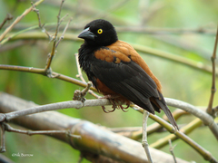 Ploceus castaneofuscus