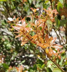 Quercus vacciniifolia