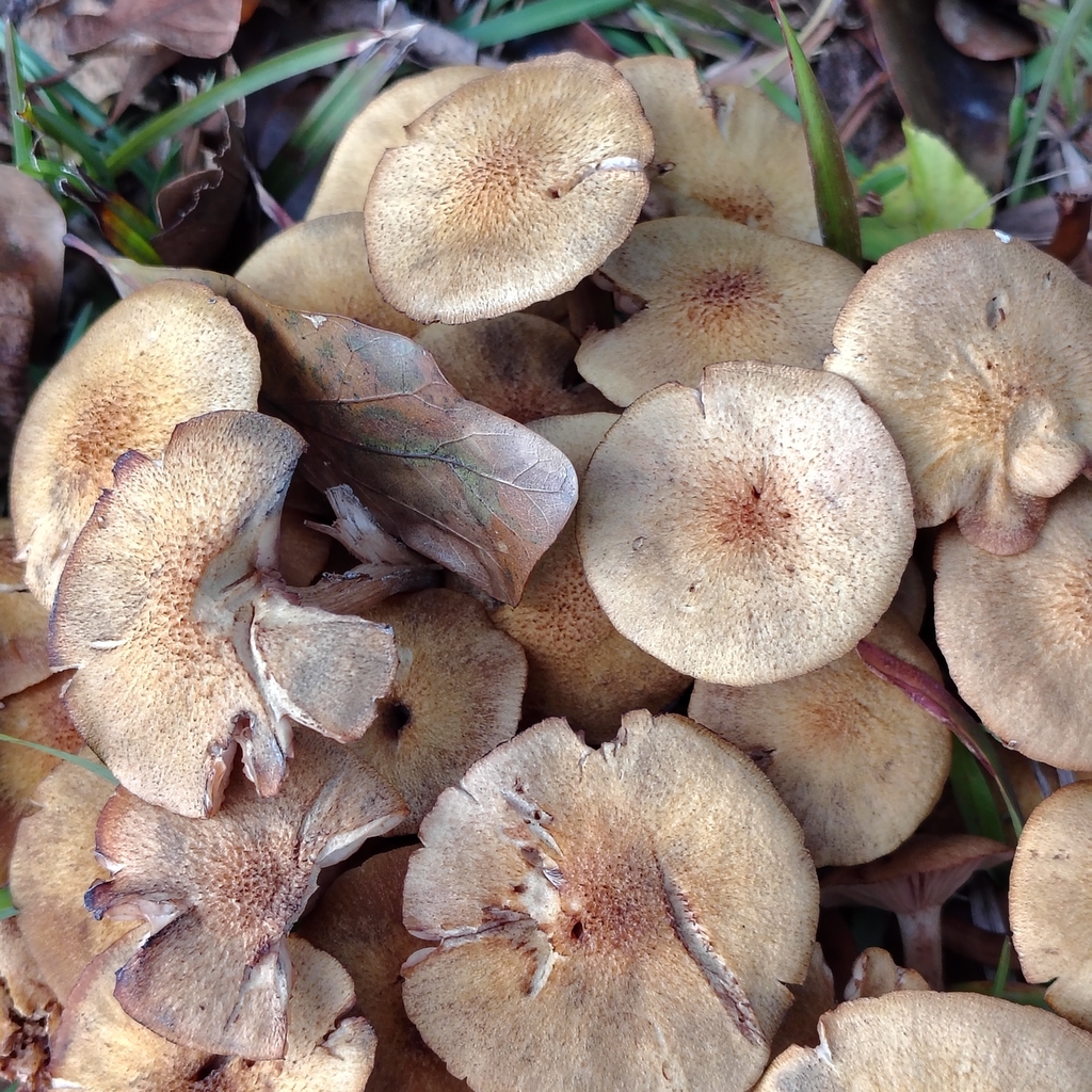 Desarmillaria caespitosa · December 2025 · photo: © joanchiasson (iNaturalist, cc-by-sa)