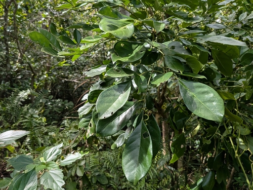 Radermachera peninsularis iNat (1)