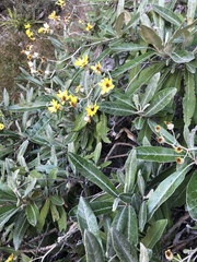 Brachyglottis laxifolia