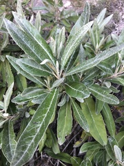 Brachyglottis laxifolia