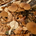 Pluteus phlebophorus - Photo (c) CORDENOS Thierry, some rights reserved (CC BY-NC), uploaded by CORDENOS Thierry