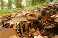 Pluteus phlebophorus