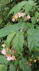 Begonia incarnata