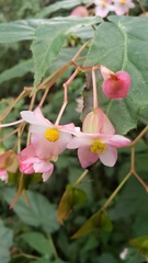 Begonia incarnata