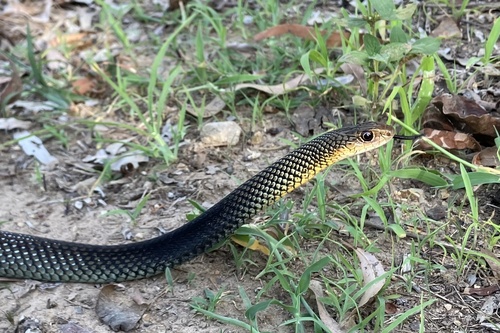 Lesser Black Whipsnake sighting