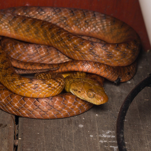 Brown Tree Snake sighting