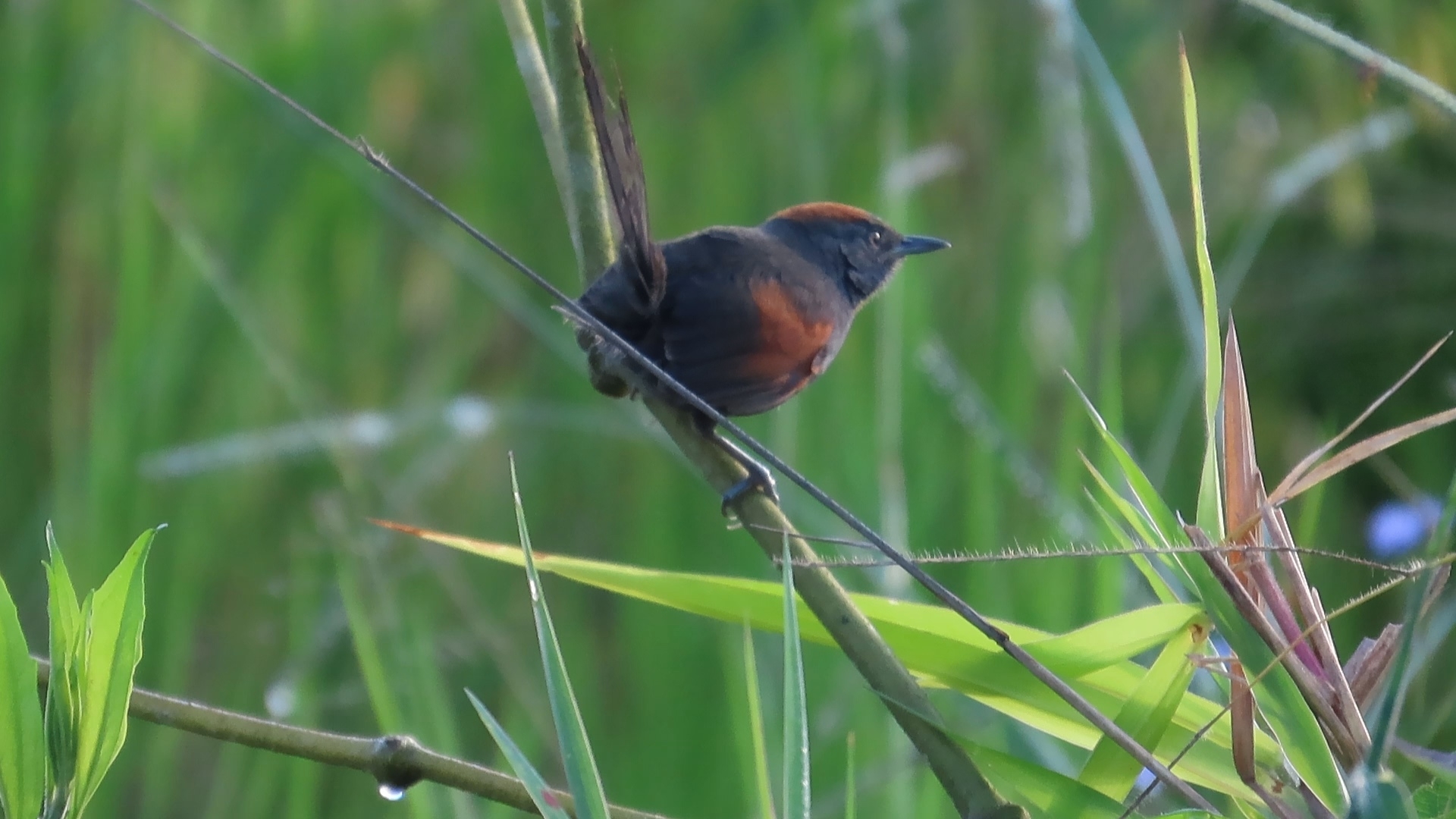 Slaty Spinetail (Synallaxis brachyura), photo 3