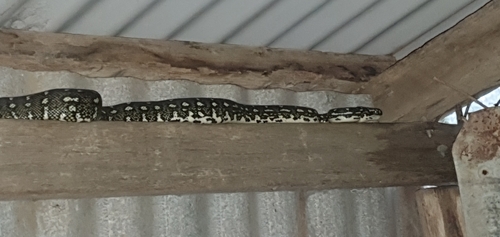 Diamond Python sighting