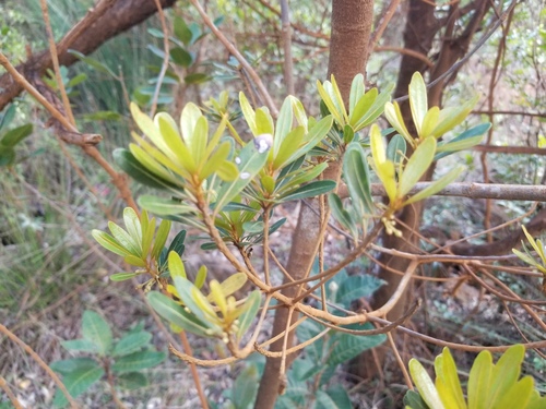Pleioluma crebrifolia observed 2025-11-25
