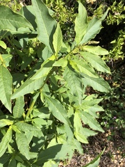 Phytolacca icosandra