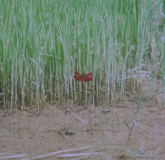 Neurothemis manadensis