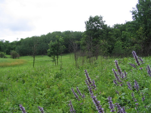 Agastache foeniculum