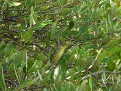 Vireo pallens