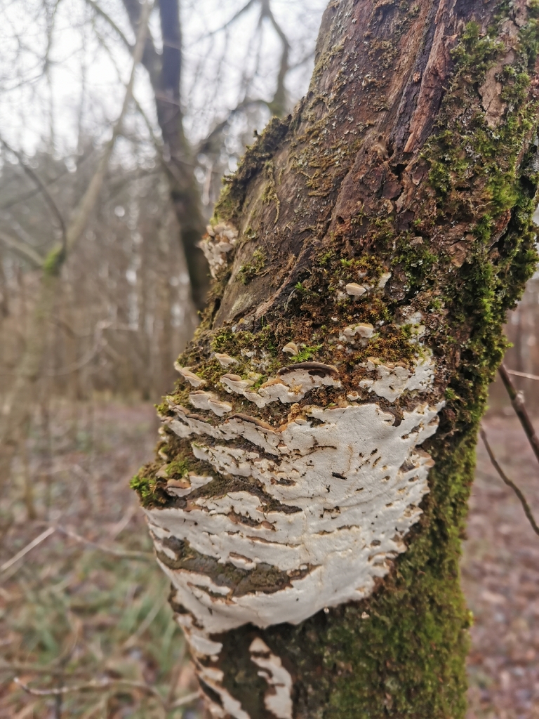Rigidoporus populinus · December 2025 · photo: © katerinkak (iNaturalist, cc-by)