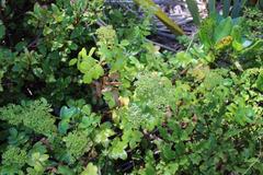 Scandia rosifolia