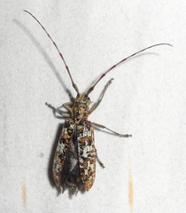 Monochamus marmorator