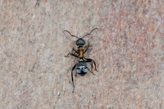 Polyrhachis ornata