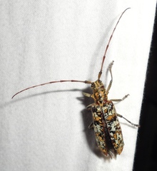 Monochamus marmorator