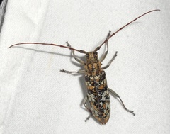 Monochamus marmorator