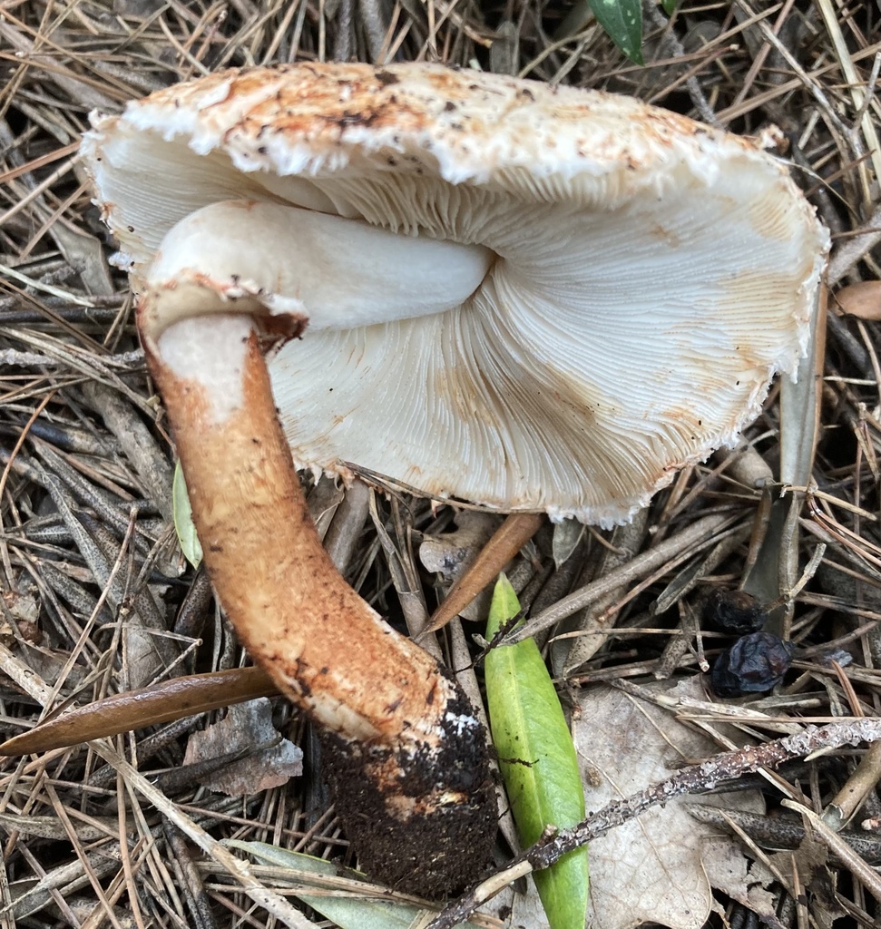 Leucocoprinus badhamii