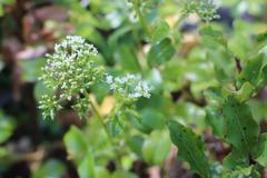 Scandia rosifolia