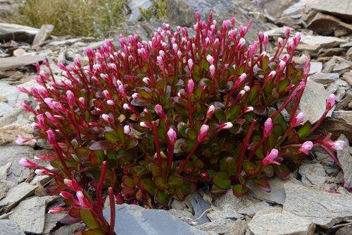 Epilobium crassum (Epilobium crassum)