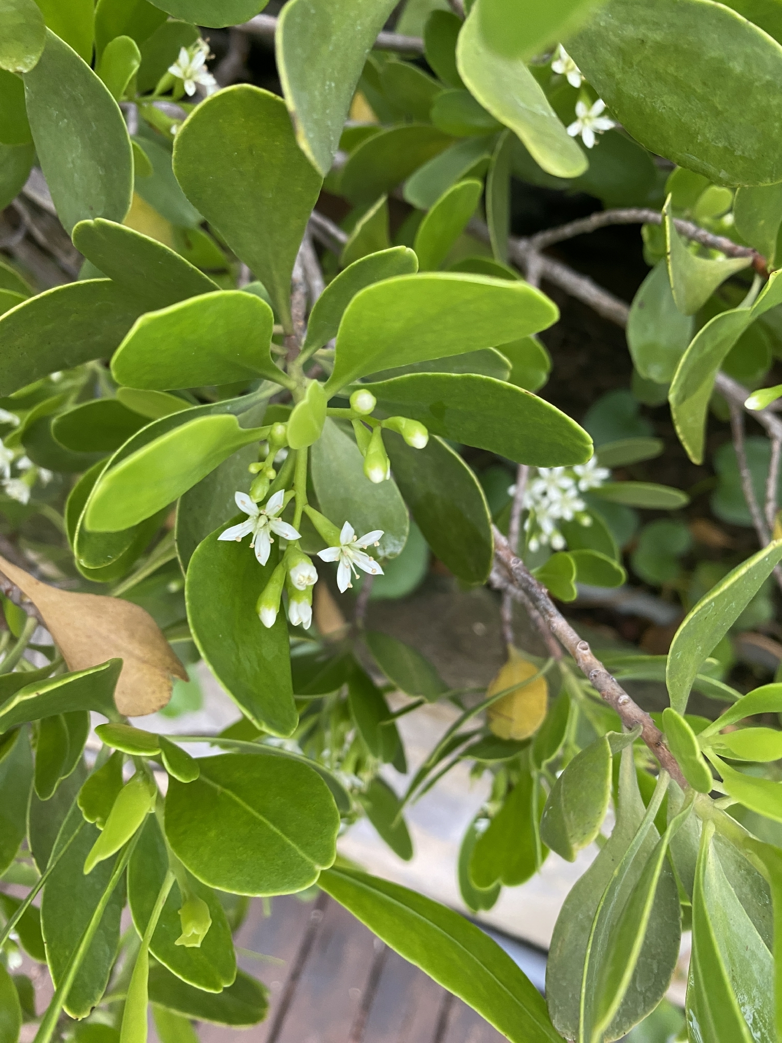cọc vàng — ảnh 2