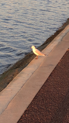 Chroicocephalus novaehollandiae