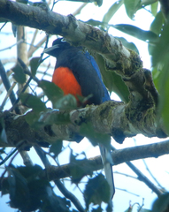 Trogon bairdii