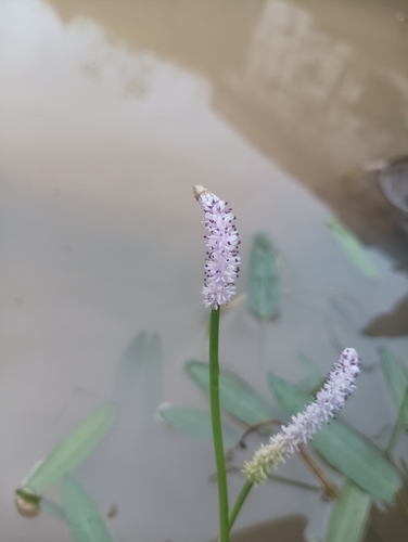 Aponogeton natans