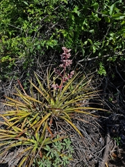 Hohenbergia catingae (Hohenbergia catingae)