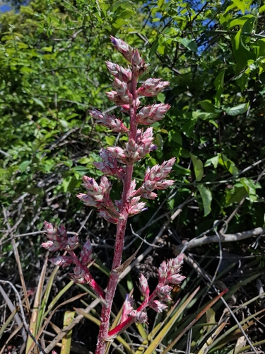Hohenbergia catingae, photograph 2