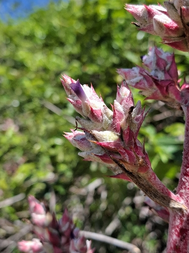 Hohenbergia catingae, photograph 3