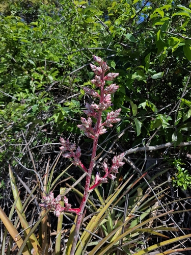 Hohenbergia catingae, photograph 4