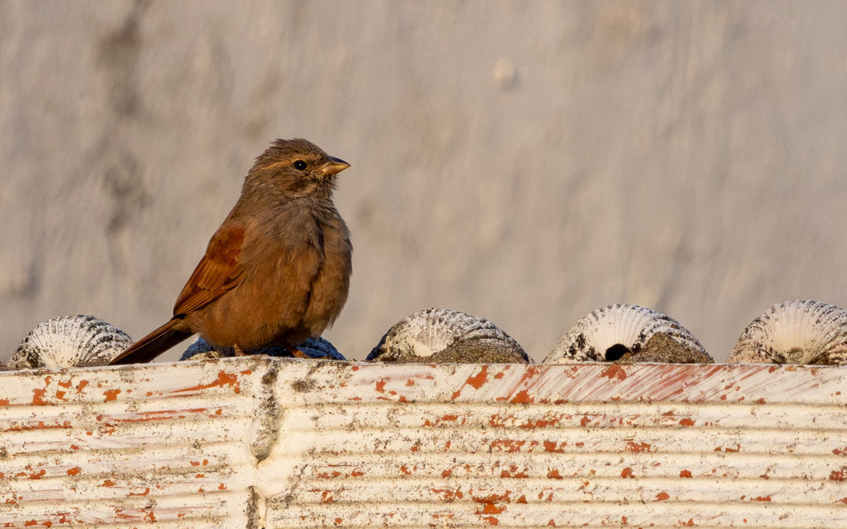 House Bunting (Emberiza sahari)