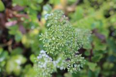 Scandia rosifolia